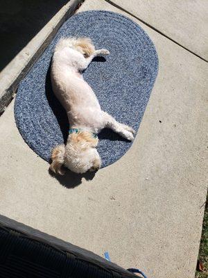 Rusty basking in the Sun