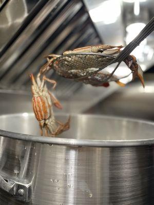 Florida Blue Crab!