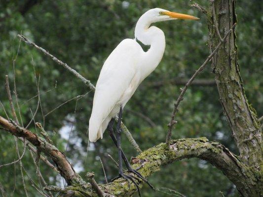 Great egrets are common