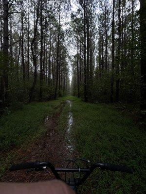 Stoney creek park trails