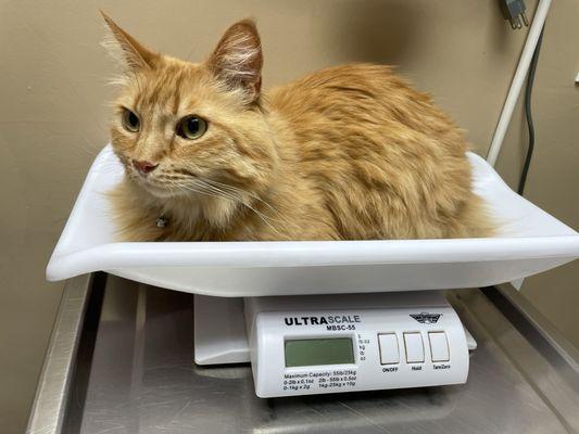 Le Rouge at the vet