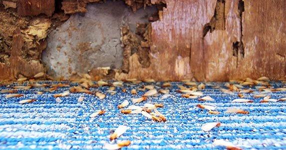 Termite Damage