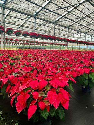 Call to order your Poinsettias today.