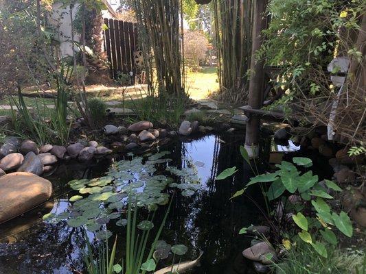 Koi pond at Garden Spa