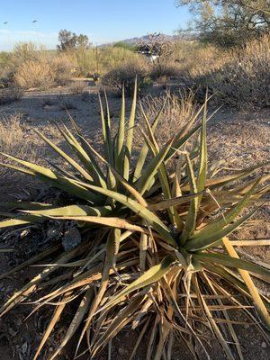 Linda vista trail