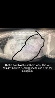 X-Ray of Momma Cats GIANT still born.