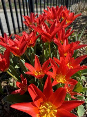 Beautiful tulips