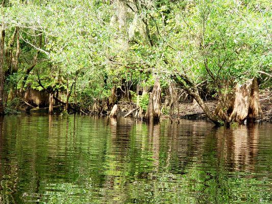 There's a turtle on the log... Can you see it?