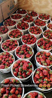 Fresh Strawberries