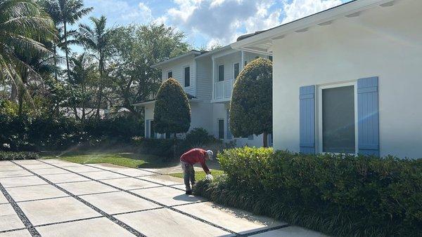 Topiary Shrub Trimming