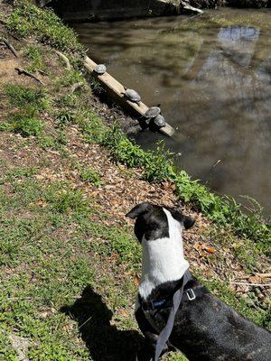 We love watching the turtles! There's even some snapping turtles in here