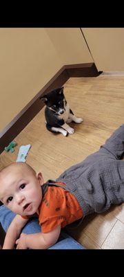 My son and this Shiba Inu had a great time in the play rooms together!