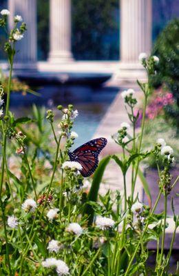 Monarch butterfly in the Walled Garden