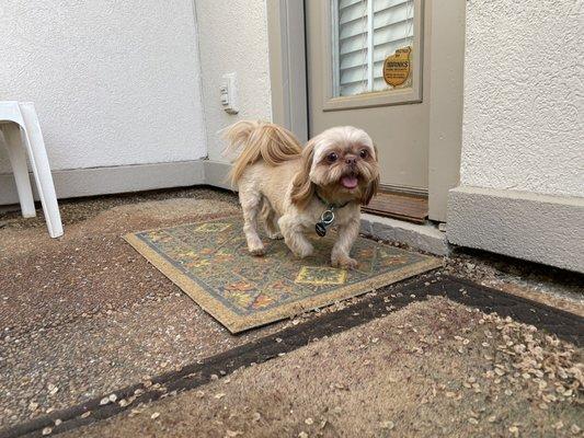 Bentley strutting his stuff