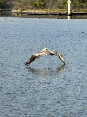 Majestic pelican