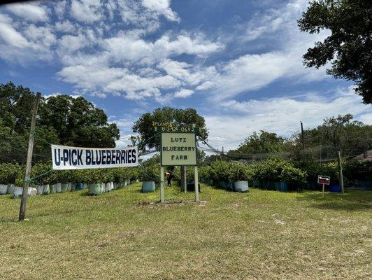 Lutz Blueberry Farm