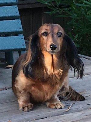 Brandy:  Long-Haired mini-Dachshund