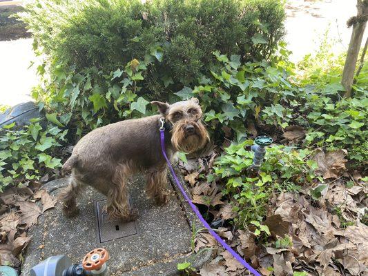 Hazel, dog friendly seating