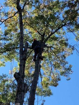 Cleaning up the tree