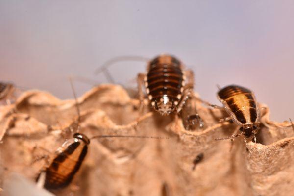 German Roaches on cardboard.