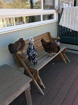 The chickens that roam the campus daily, teaching the kids (and parents!) so much!