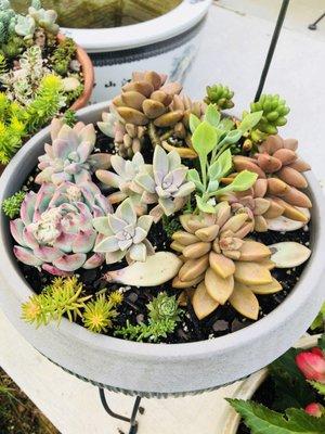 Love the summer love the succulents!