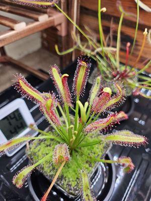 Drosera Capensis