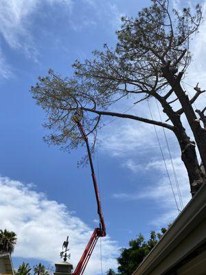 Getting the branches over the house way up high!