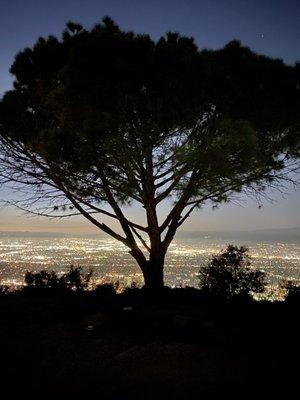 Wisdom tree at night :)