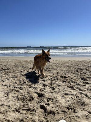 Took Joey to the beach right after his vet appt!