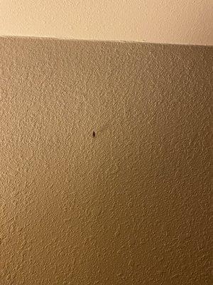 Roach on the wall.