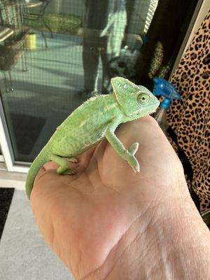 Veiled chameleon