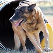 Schemer, our 10 year old Belgian Malinois, trained in Schutzhund and obedience, now in Agility training. He acts like a pup!