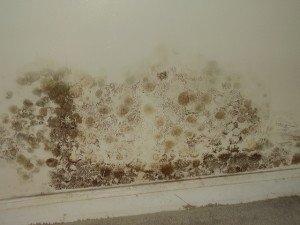 Mold on Drywall