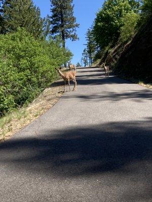 Biking with a deer