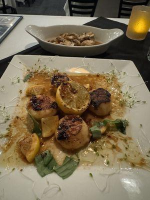 Grilled scallops and sautéed mushrooms