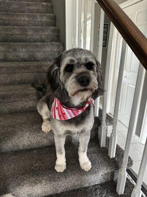 Branson our Australian Labroodle after his grooming!