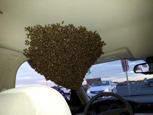 Bees in a car