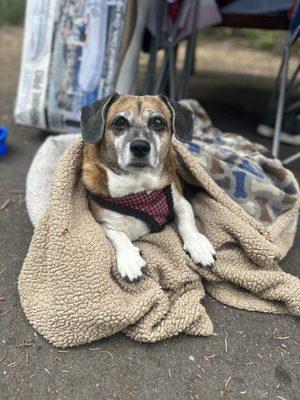 My dog, Hunter, enjoying the camping life.