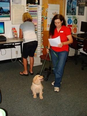 Giving a talk at a school. We give service dog talks as well as dog safety. Our Dog safety course is for elementary school level