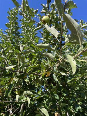 Apple within reach at Stuart's Fruit Farm - Oct 9, 2023