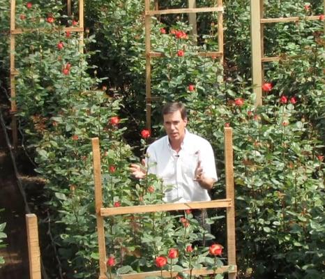 Roses directly from our greenhouse to your door