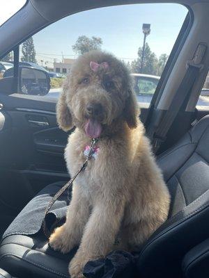 Grooming, Goldendoodle