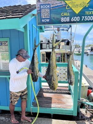 Mahi Mahi