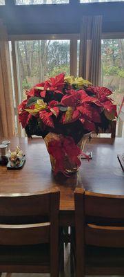 Poinsettia