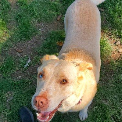 Tippy saying "Hi" at Trainer in the Park.