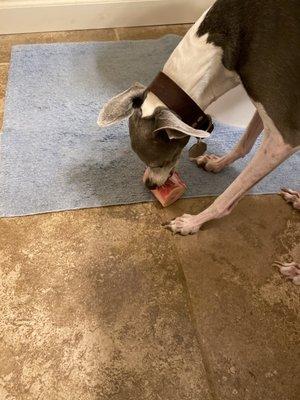 My other pup eating bone marrow