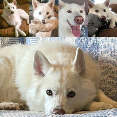 Koby (aka Koby-Woby); Alaskan Klee Kai. RIP 11/08/13-6/09/21