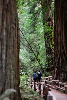 Red Woods before proposal