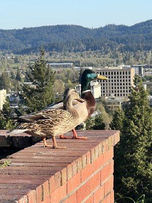 Ducks & a view!